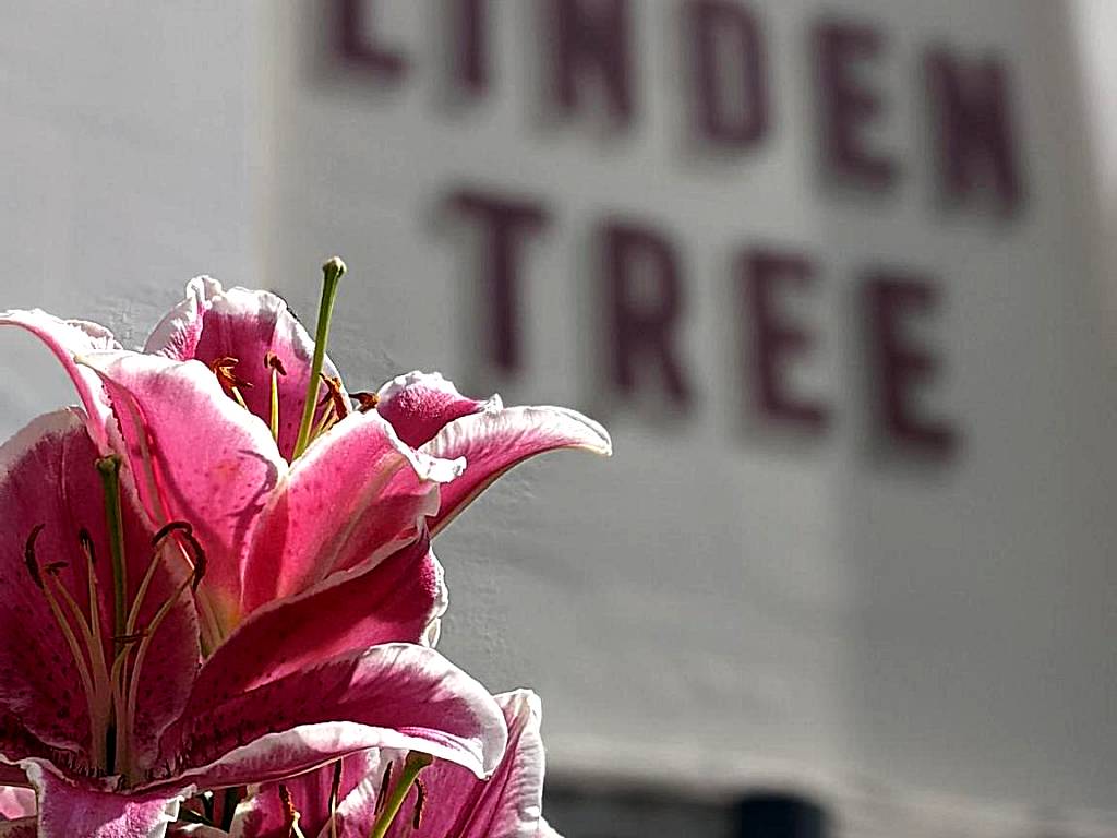Linden Tree (Gloucester)